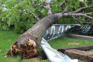 A tree is ripped from the ground near the EC Row Expressway and Central Avenue in Windsor after a tornado hit the area on August 24, 2016. (Photo by Ricardo Veneza)