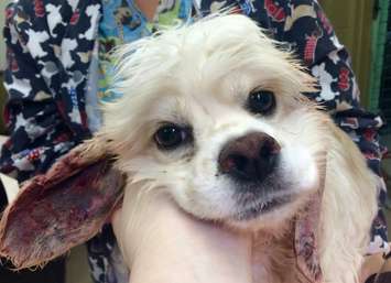 A photo of Deema.  (courtesy of the Windsor-Essex County Humane Society)