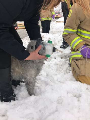 Sarnia Fire and Rescue Saved a Dog From a House Fire - Feb 8/18 (Photo courtesy of Sarnia Professional Firefighters Association via Twitter)