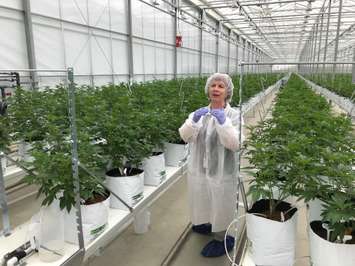 Master Horticulturist Françoise Lévesque takes local media on a tour of High Park Farms in Enniskillen Township. May 15, 2018 (Photo by Melanie Irwin)