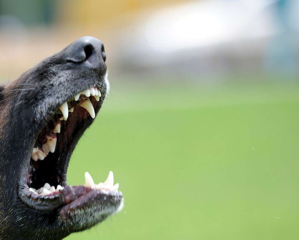 Chatham-Kent residents fined after dog attacks