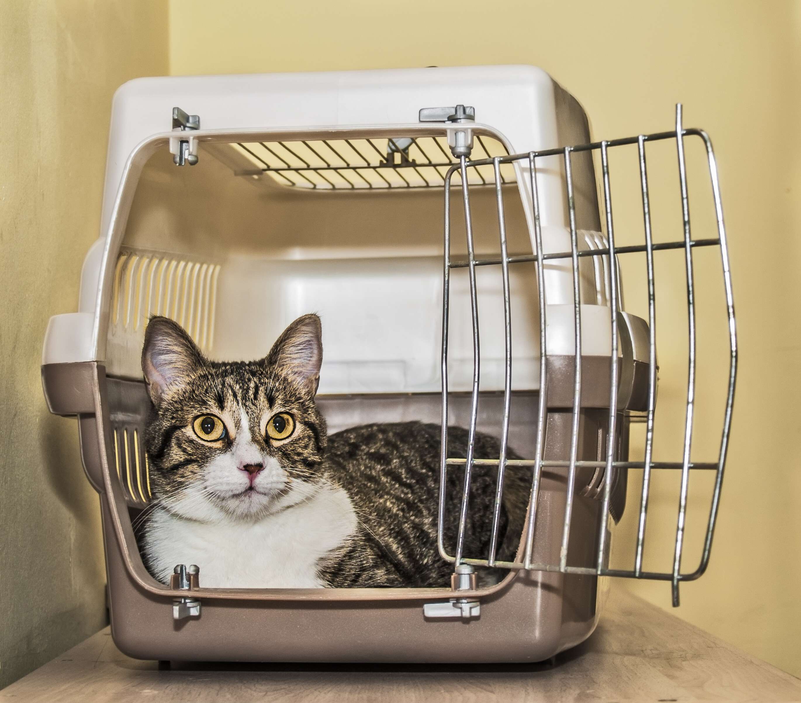 Emergency vet services under city council microscope again