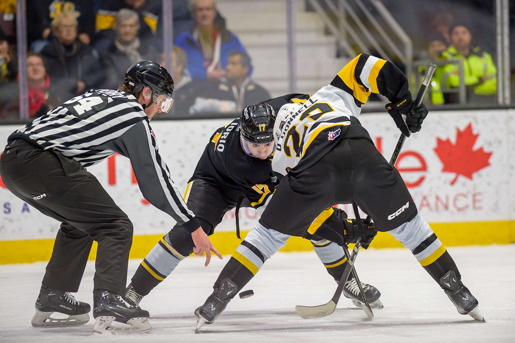 Sarnia stings Brantford at home