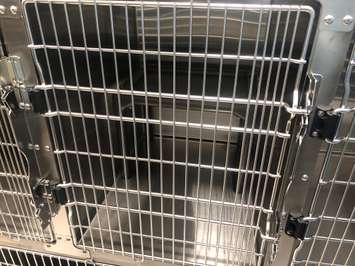 Inside the new animal shelter in Chatham. May 23, 2019. (Photo courtesy of Sophie Marvell and Kiana Mailloux)