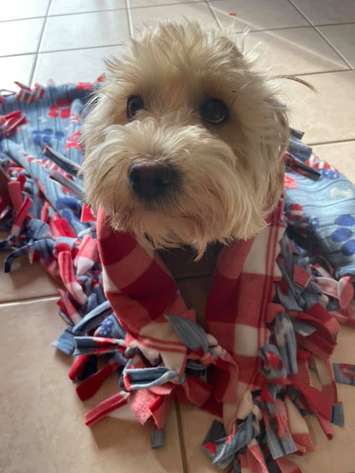 Miracle the dog (Photo via Friends of the River Rouge Animal Shelter Facebook)