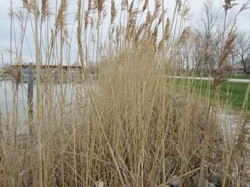 Phragmites on waterfront property. April 29, 2016. (Photo by Simon Crouch) 