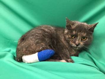 The Windsor-Essex County Humane Society is investigating after a cat was found with a zip tie on its tail, causing a serious wound. (Photo courtesy Windsor-Essex County Humane Society)