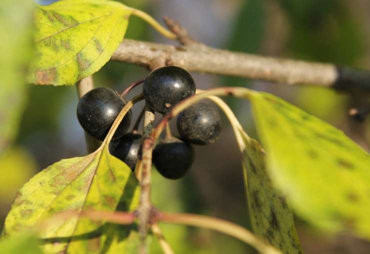 Common Buckthorn (Image from Invasive Species Centre)