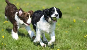 Two dogs playing (Image courtesy of Can Stock/beinder)
