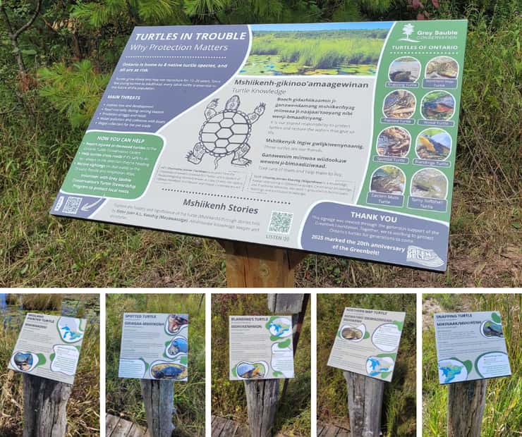 New Turtle Conservation Signage at Bognor Marsh. Photo from the GSCA