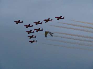 The Canadian Forces Snowbirds (and a seagull) at Airshow London, September 2018. Photo courtesy of Jim Smith of London.