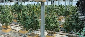 Photo of marijuana plants seized by Norfolk OPP. Submitted photo. 