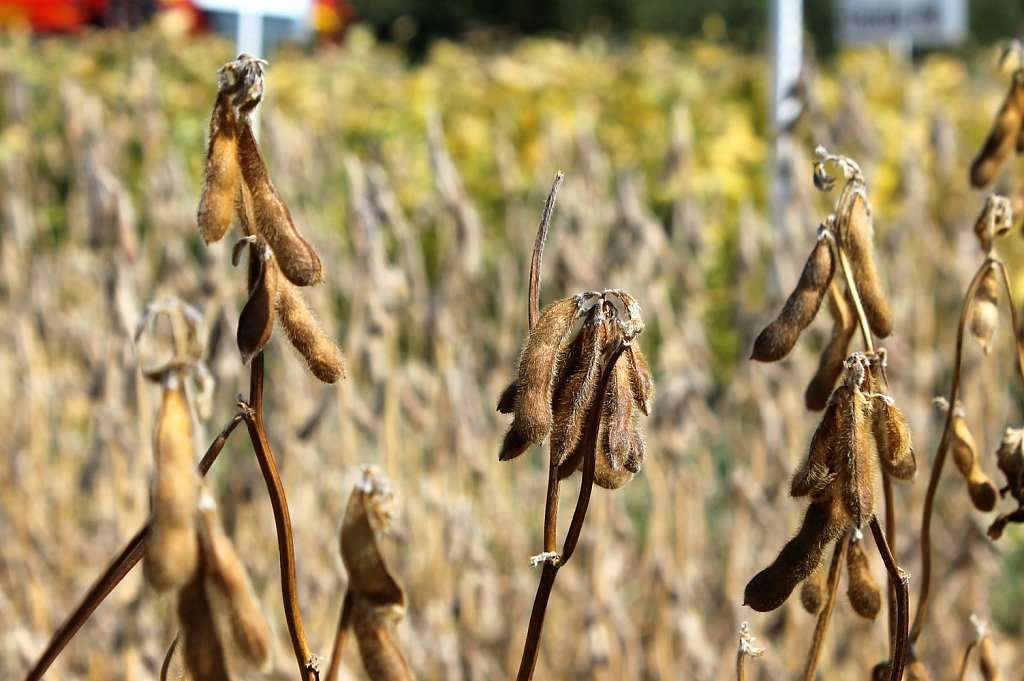 Lambton farmers thankful for strong soybean yields