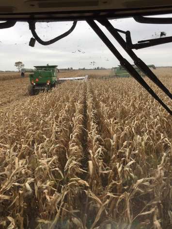 Combines clear the cornfield where the plane landed in Sarnia. October 30, 2017 (Submitted photo.)