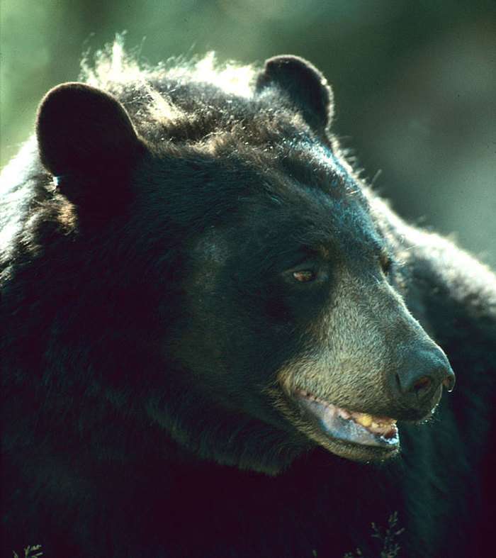 Georgian Bluffs warning residents to be wary of wildlife