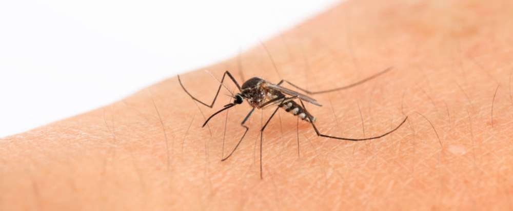 Mosquitoes test positive for West Nile Virus in Dresden