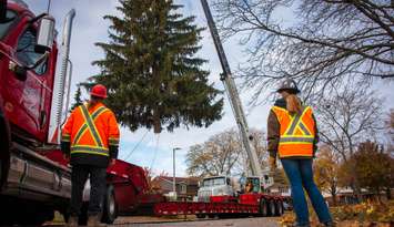 Christmas tree donated by Dan Rapaich to be placed in front of Sarnia City Hall. November 12, 2025. (Photo courtesy of the City of Sarnia) 