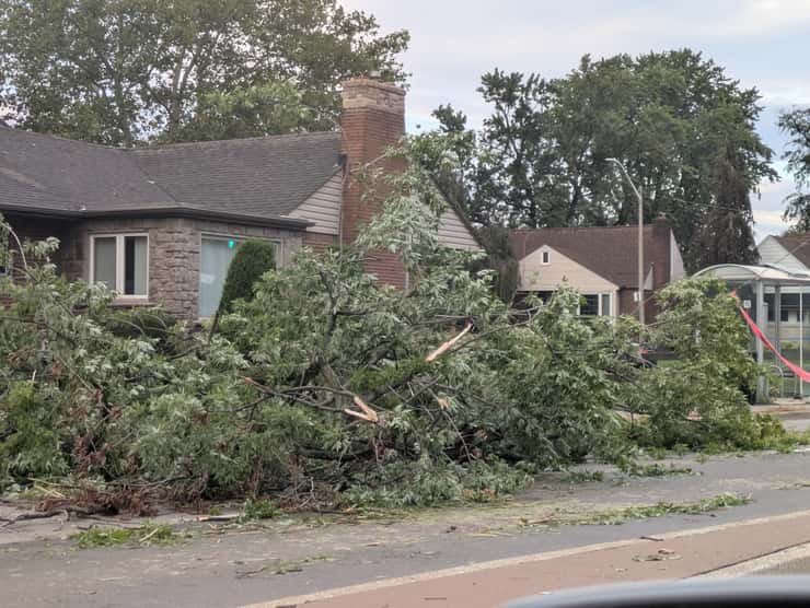 A downed tree on Wyandotte Street East in Windsor, September 3, 2026. Photo by Mark Brown/WindsorNewsToday.ca.