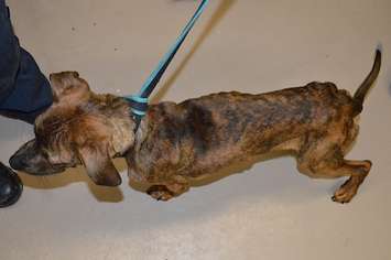 Photo of Reno courtesy of the Windsor/Essex County Humane Society.
