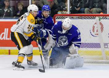 Sarnia Sting vs Mississauga Steelheads. October 14, 2018. (photo by Metcalfe Photography)