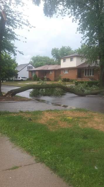 A tree lies across a street following a storm on August ,6 2018. Photo courtesy Michelle Craner/Facebook. Used with permission.