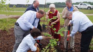 Ceremonial tree planting at Enbridge's restoration project announcement June 12, 2015 (BlackburnNews.com Photo by Briana Carnegie)