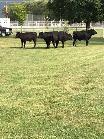 Photo courtesy of Erica Westerberg via Facebook