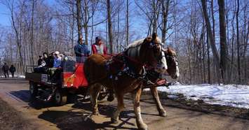 Scenic horse-drawn wagon rides at the A.W. Campbell Maple Syrup Festival. March 2018. (Photo by St. Clair Region Conservation Authority)