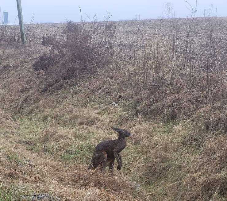 Kangaroo in a ditch outside of Ridgetown. January 9, 2023. (Submitted photo)