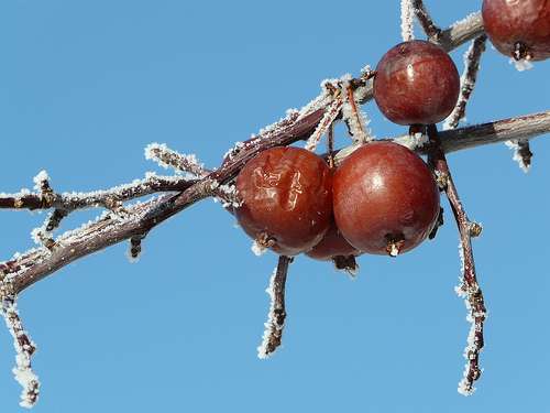Portions of southwestern Ontario in first frosty snap of the year