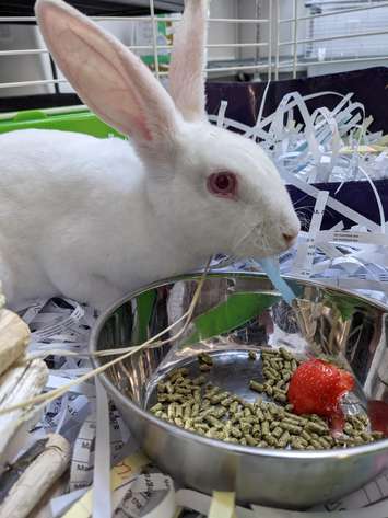 Bunny eating a strawberry. Photo courtesy of the Guelph Humane Society.