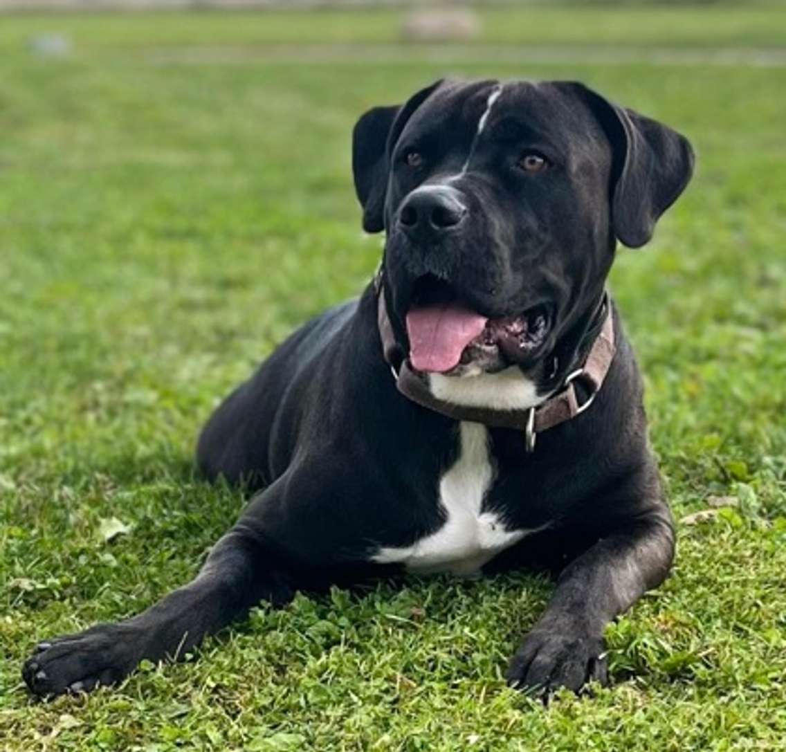 Black dog available for adoption at the Windsor Essex County Humane Society, November 23, 2023. (Photo by Maureen Revait).  