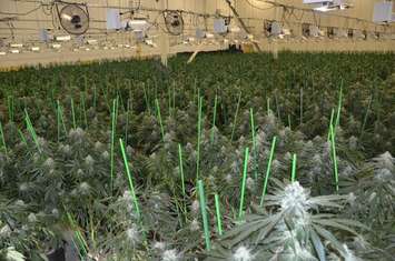 The scene of an illegal marijuana grow op in Chatham-Kent. (Photo courtesy of Chatham-Kent police)