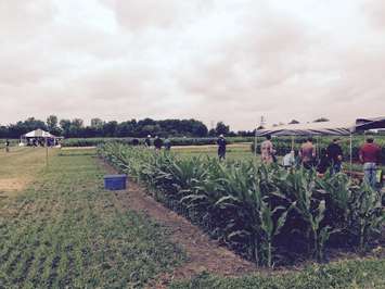 The Ridgetown Campus of the University of Guelph is hosting Diagnostic Crop Days July 8 and 9, 2015 (Photo by Simon Crouch) 