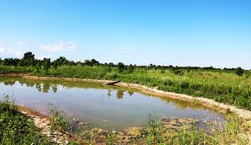 The 2.5-acre project involving the creation of a wetland surrounded by tree planting. July 14, 2020. (Photo courtesy of the Municipality of Chatham-Kent).