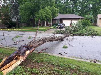 A fallen tree on Brigden Rd near Lakeshore Rd in Bright's Grove. July 16, 2018. (Photo by Colin Gowdy, BlackburnNews)