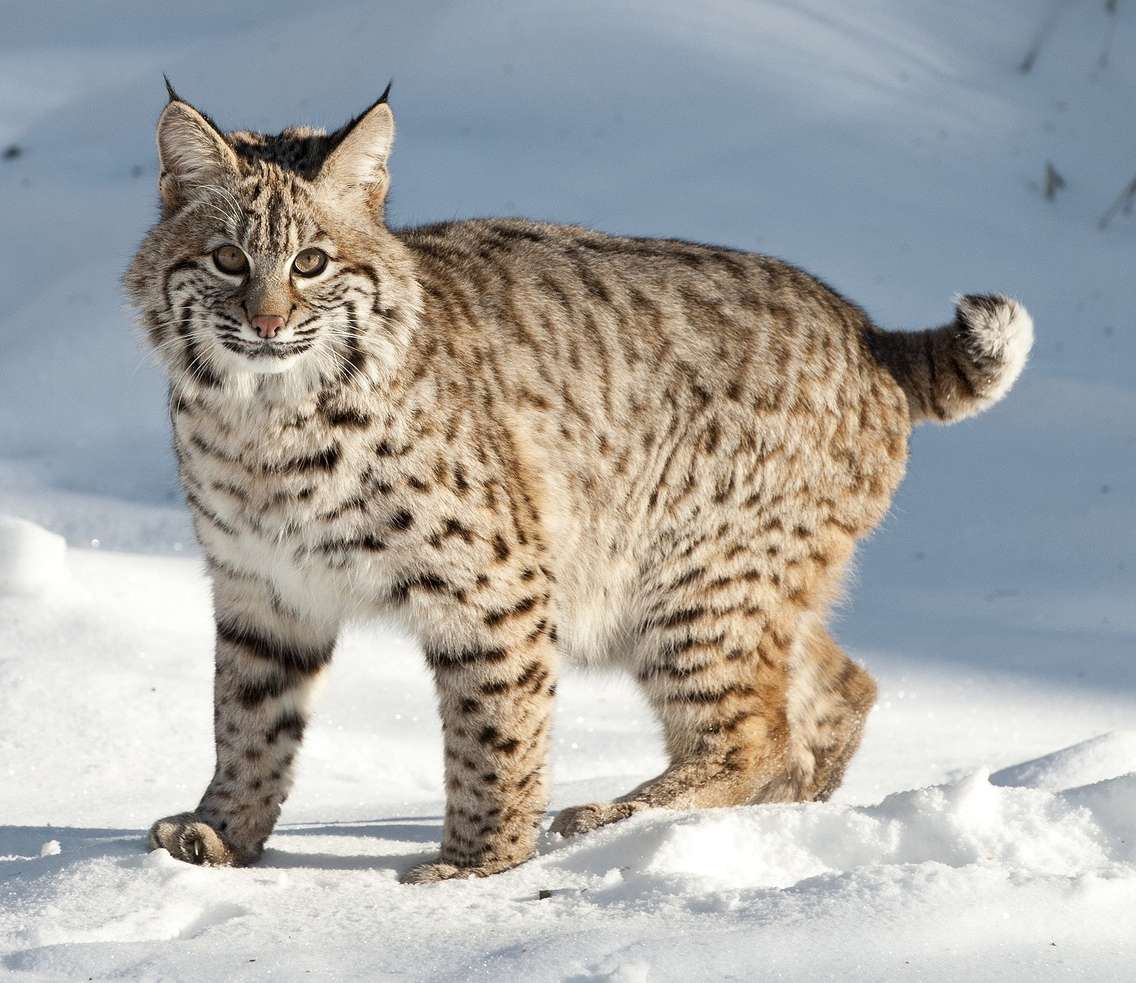 Bobcat. Photo courtesy of © Can Stock Photo / AnitaE403
