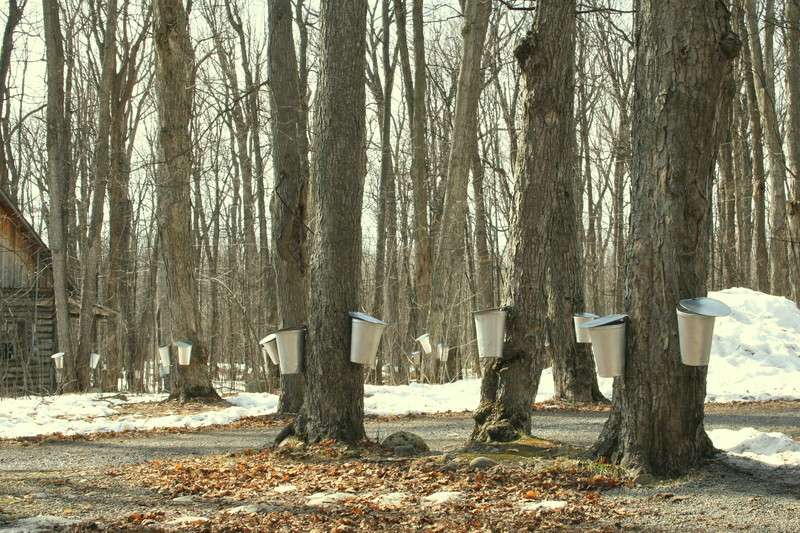 Another early start for some maple syrup producers