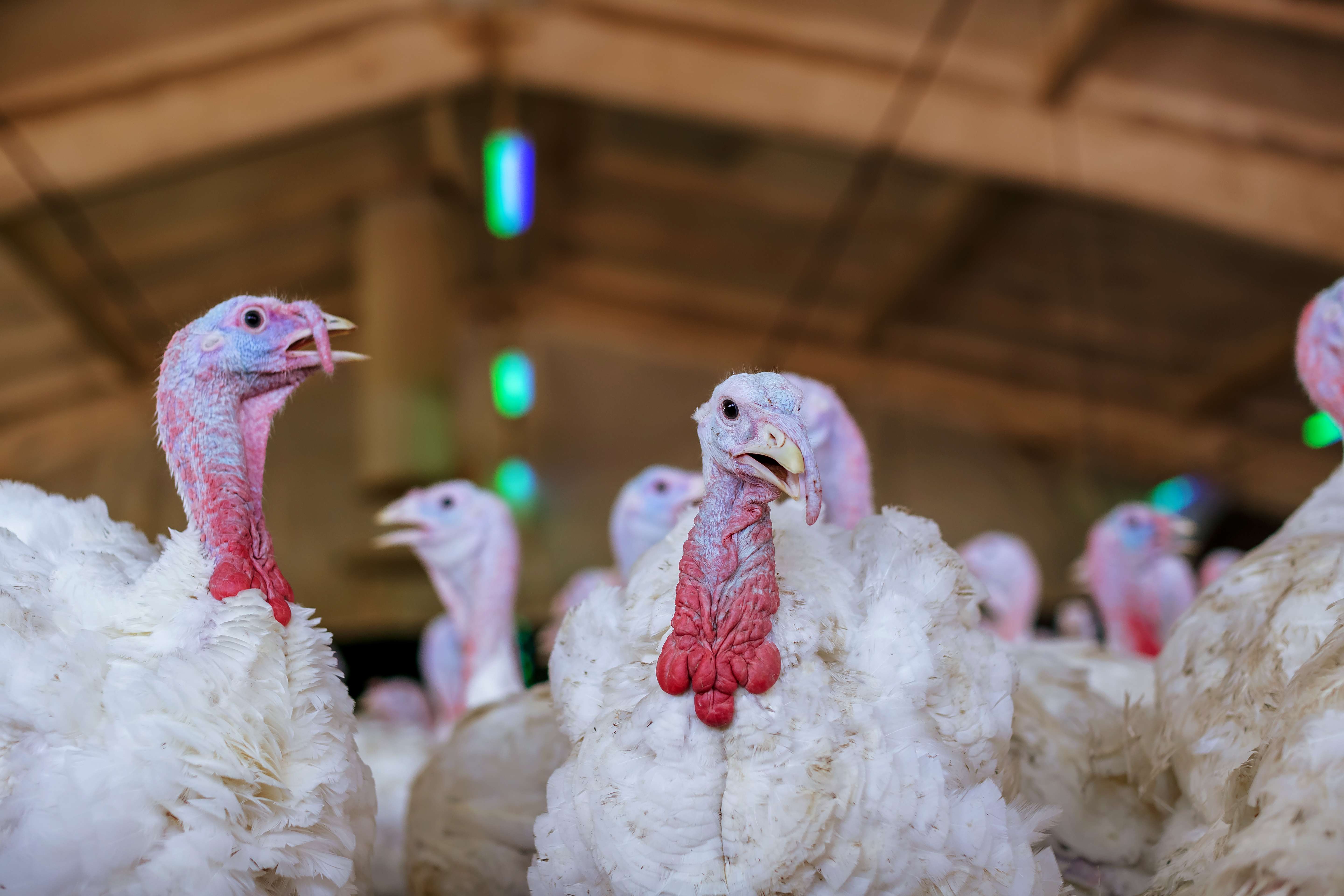 Avian virus that kills turkeys hitting Southwestern Ontario – CKNX News Today