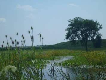 Bowens Creek Wetland. (Photo courtesy of the County of Lambton)