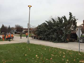 A giant blue spruce, donated by the Yates family on Cobblestone Cres., is set on a flatbed to be moved to city hall. November 15, 2017 (Photo by Melanie Irwin)