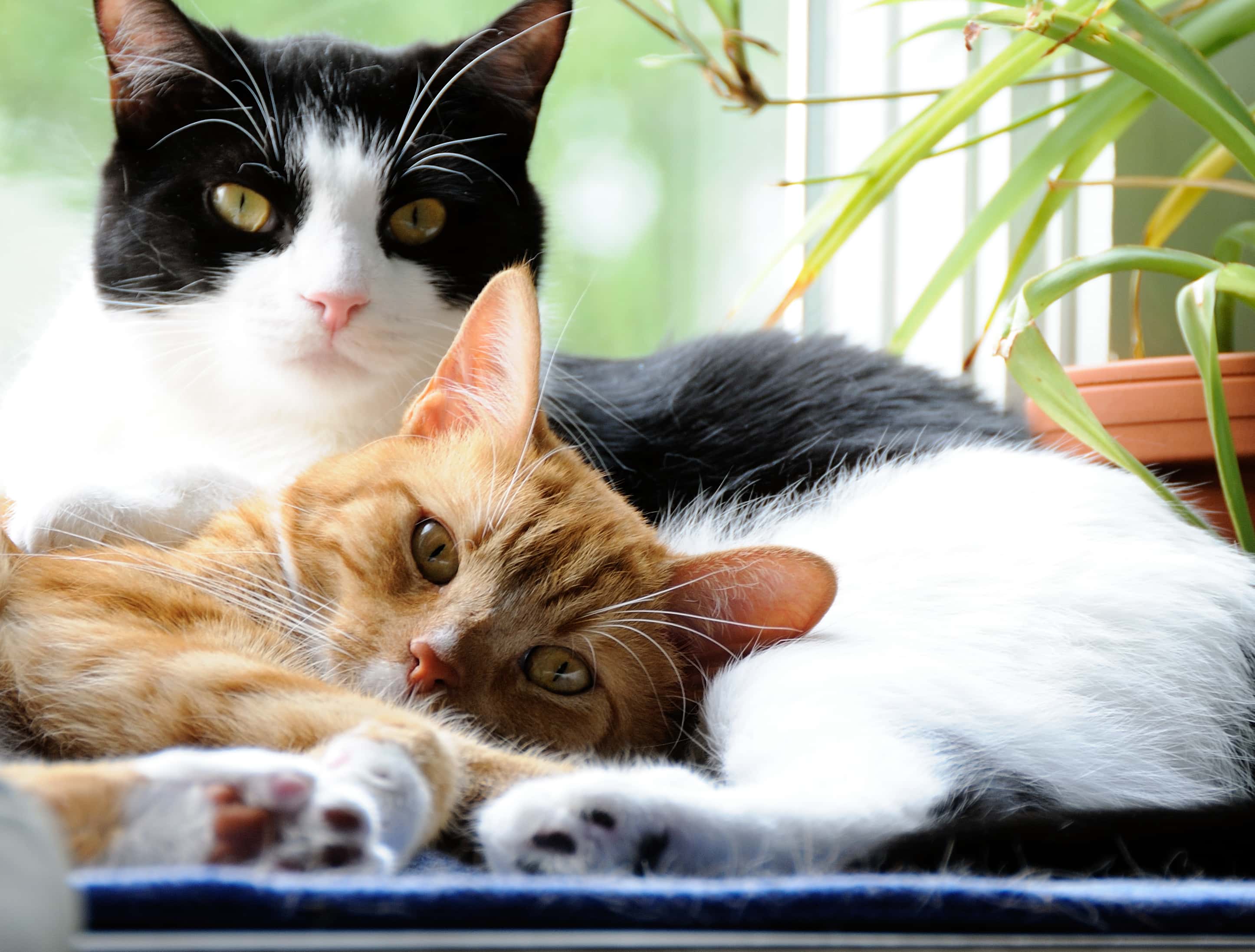 CK volunteer-run cat rescue celebrates one year with special fundraiser