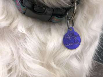 Chatham-Kent dog tag. (Photo courtesy of Myriam Armstrong, Pet And Wildlife Rescue)