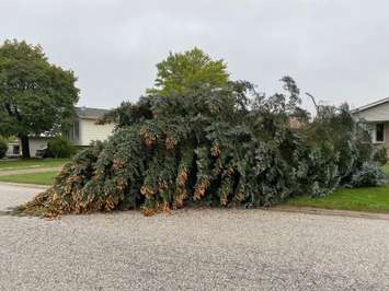 An uprooted tree in Sarnia following September 22, 2021 Storm Photo by Melanie Irwin