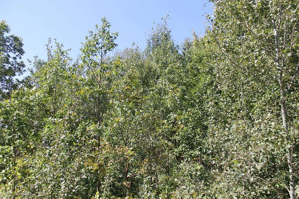 London doling out free trees for National Tree Day