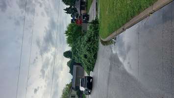Downed trees in Chatham-Kent following June 1, 2022 storm. (Photo via Dave Palmer)