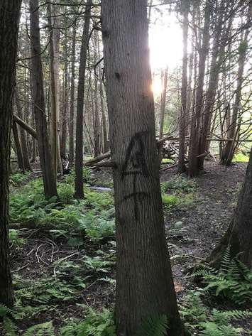 A tree that was 