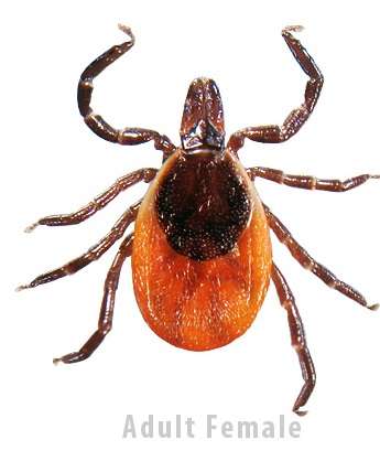 Ticks, mosquitos pose new challenge for public health – CK News Today