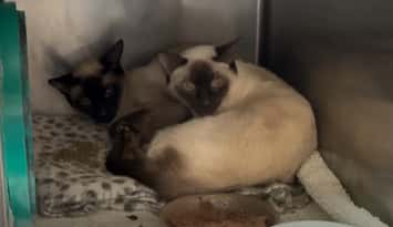 Rescued Siamese cats. (Screenshot from video posted to the Sarnia and District Humane Society's Facebook page)