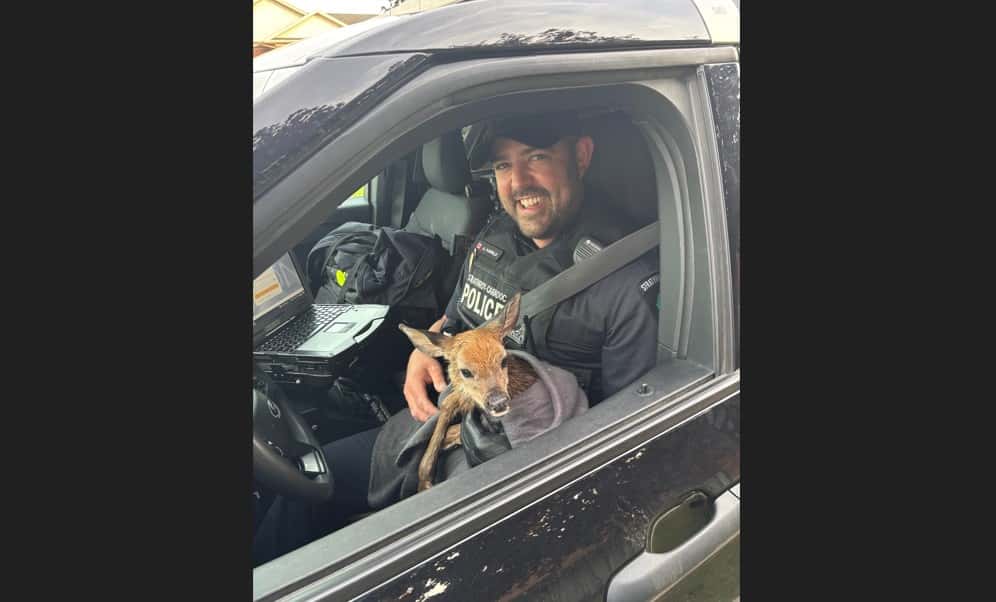 Strathroy-Caradoc police rescue newborn fawns; pair sent to Windsor area rehab